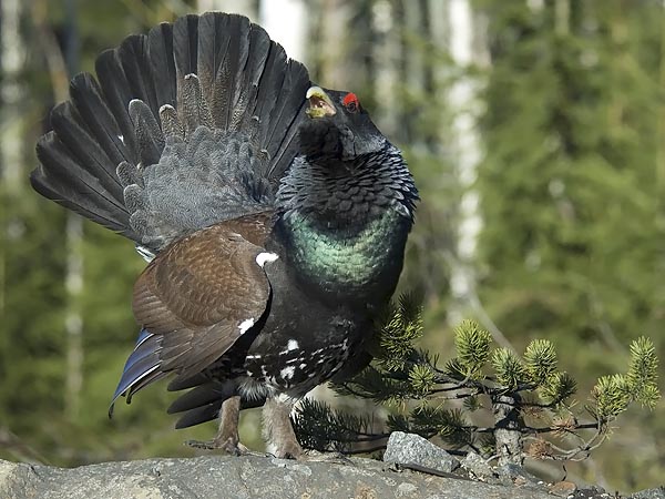 Metso, Western Capercaillie, Tetrao urogallus 